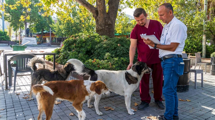 İzmir’de sahipsiz köpeklerin sayımı başladı