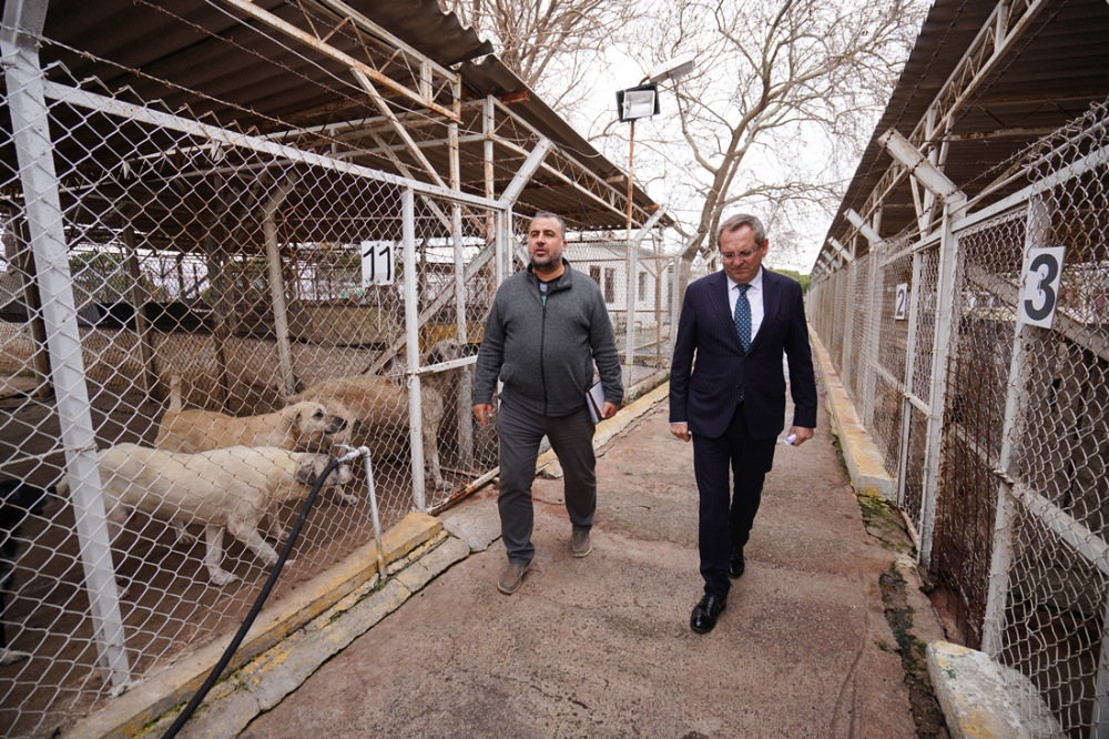 Ayvalık Belediyesi sokaktaki can dostların da yanında   