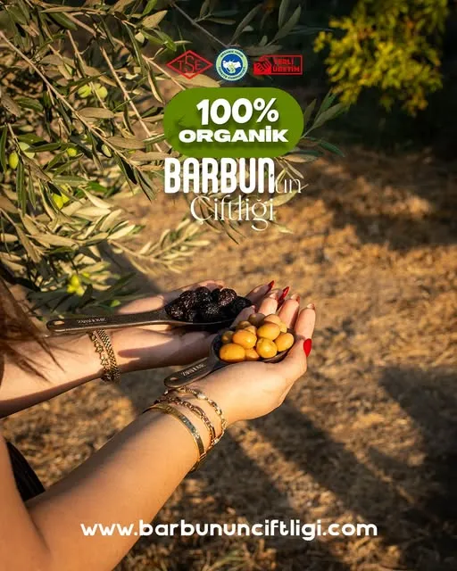 Ayvalık yeşil zeytin